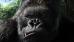 Kong (performed by Andy Serkis) in Universal Pictures' King Kong - 2005   