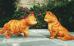 Garfield (voiced by Bill Murray) and Prince (voiced by Tim Curry) in 20th Century Fox's Garfield: A Tail of Two Kitties - 2006