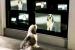 The Shaggy Dog (voiced by Tim Allen) in Walt Disney Pictures' The Shaggy Dog - 2006