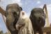 Steve Carell in Universal Pictures' Evan Almighty - 2007
