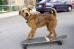 Rex in 20th Century Fox's Firehouse Dog - 2007