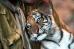 Just about the cutest thing you'll ever see, a tiger cub from Universal's Two Brothers - 2004.