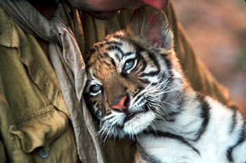 Just about the cutest thing you'll ever see, a tiger cub from Universal's Two Brothers - 2004.